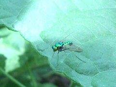 Condylostylus comatus