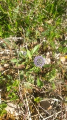 Globularia bisnagarica