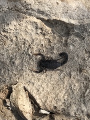 Hottentotta judaicus