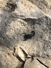 Hottentotta judaicus