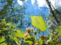 Crataegus canadensis