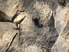 Hottentotta judaicus