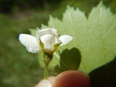 Crataegus canadensis