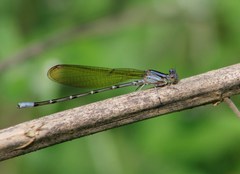 Argia rhoadsi