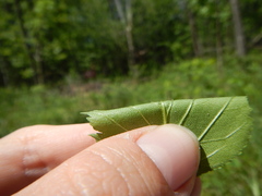 Crataegus canadensis