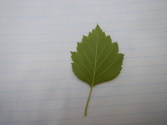 Crataegus canadensis