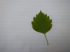 Crataegus canadensis