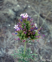 Junellia hookeriana