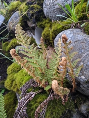 Dryopteris komarovii