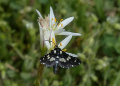 Pseudothyris sepulchralis