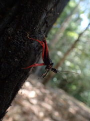 Manicocoris rufipes