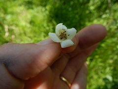 Crataegus canadensis