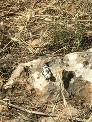 Melanargia titea