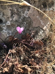Cyclamen persicum