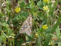 Diastictis