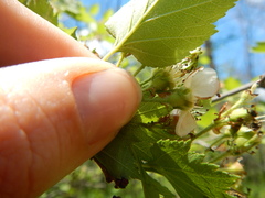 Crataegus canadensis