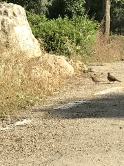 Streptopelia senegalensis
