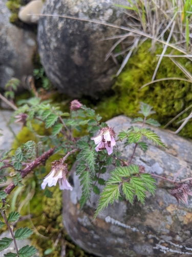 Image of Rubus pungens by (c) Cheng-Te Hsu, some rights reserved (CC BY)