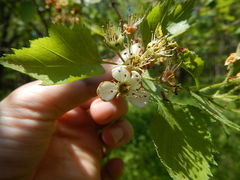 Crataegus canadensis