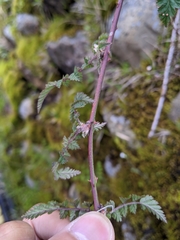 Rubus pungens oldhamii