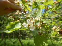 Crataegus canadensis