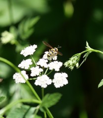 Ceriana vespiformis