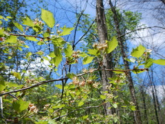 Crataegus canadensis