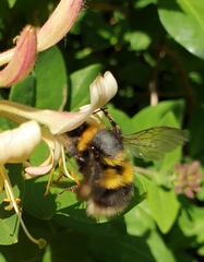 Bombus hortorum