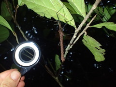 Pseudophasma phthisicum