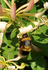 Bombus hortorum