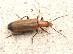 Nacerdes melanura