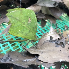 Typophyllum mortuifolium