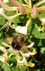 Bombus hortorum