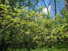 Crataegus canadensis
