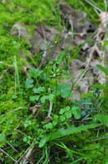 Cardamine oligosperma