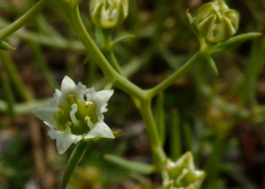Thesium divaricatum