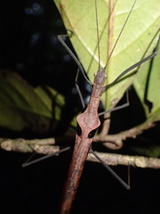 Pseudophasma phthisicum