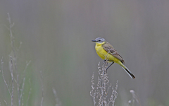 Motacilla flava flava