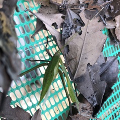 Typophyllum mortuifolium