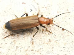 Nacerdes melanura