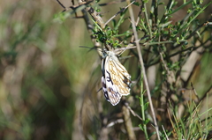 Melanargia occitanica