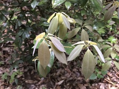 Neolitsea sericea