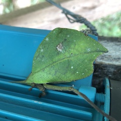 Typophyllum mortuifolium