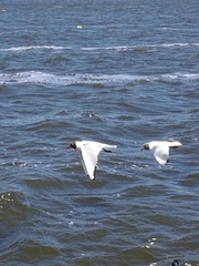 Chroicocephalus ridibundus