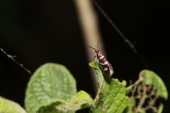 Micropterix aureatella
