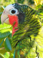 Amazona leucocephala