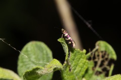 Micropterix aureatella