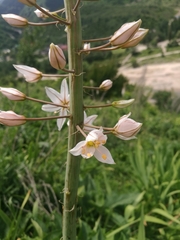 Eremurus tianschanicus