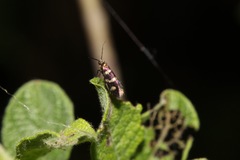 Micropterix aureatella