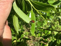 Cryptocephalus octopunctatus